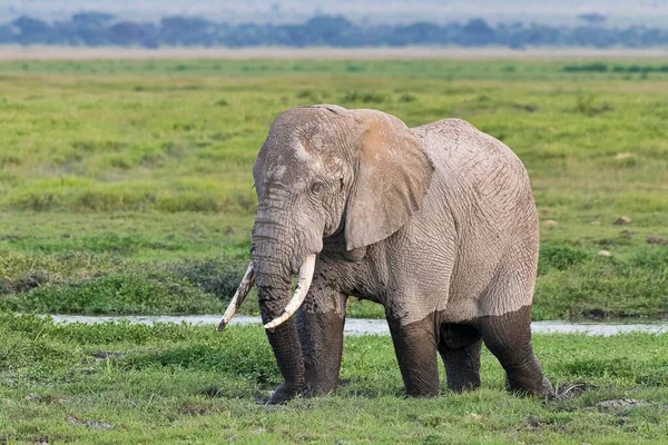 Elefante Africano Loxodonta Africana Pântano Parque Nacional Amboseli Quênia África — Fotografia de Stock