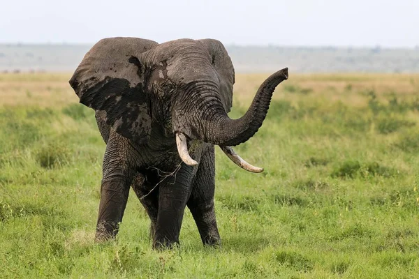 Elefante Africano Loxodonta Africana Pântano Amboseli Parque Nacional Quênia África — Fotografia de Stock