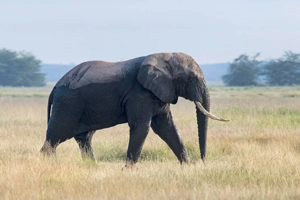 Elefante Africano Loxodonta Africana Parque Nacional Amboseli Quénia África Oriental — Fotografia de Stock