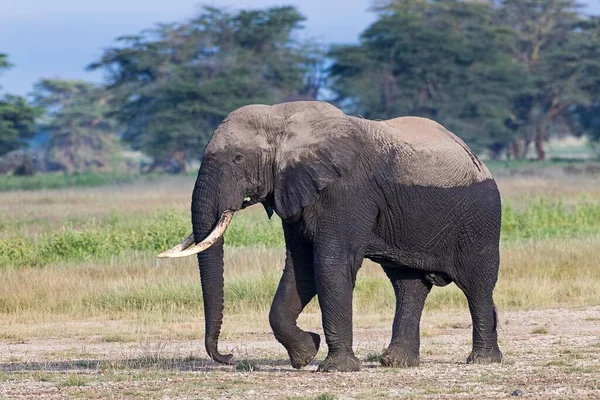 Elefante Africano Loxodonta Africana Dopo Bagno Fango Parco Nazionale Amboseli — Foto Stock