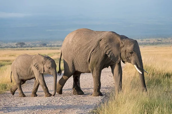 Elefanti Africani Loxodonta Africana Vacca Con Vitello Parco Nazionale Amboseli — Foto Stock