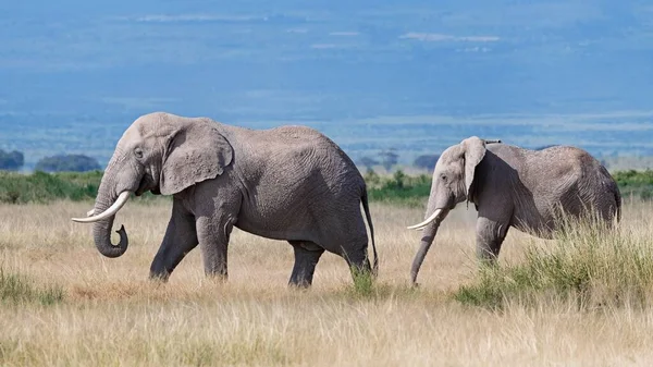 Elefantes Africanos Loxodonta Africana Parque Nacional Amboseli Kenia África Oriental — Foto de Stock