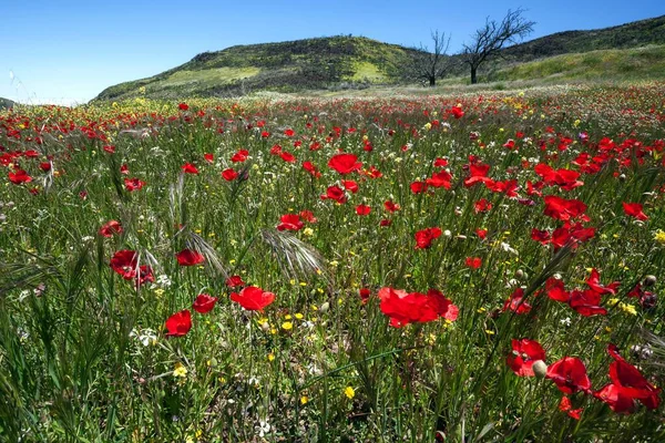 花の牧草地とトウモロコシのポピー Papaver Rohaes Barranco Mina Las Lagunetas Gran Canaria Canary — ストック写真