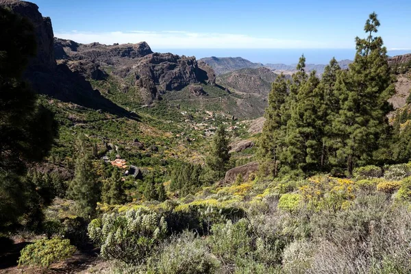 Utsikt Från Stigen Till Roque Nublo Blommande Vegetation Och Kanariska — Stockfoto