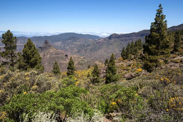 Utsikt Från Stigen Runt Roque Nublo Blommande Vegetation Kanariska Tallar — Stockfoto