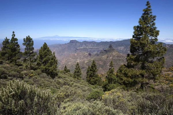 Utsikt Från Leden Runt Roque Nublo Blommande Vegetation Kanariska Tallar — Stockfoto