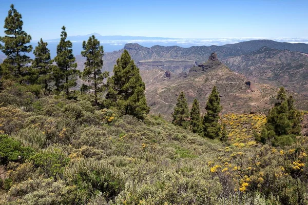 View Trail Roque Nublo Blooming Vegetation Canary Island Pines Pinus — Stock Photo, Image