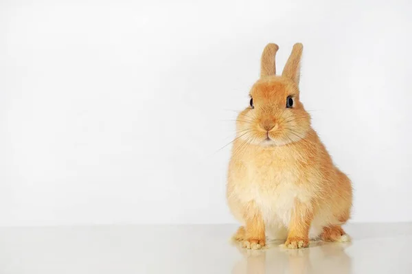 Карликовий Кролик Тижнів Коричневий Студійний Знімок — стокове фото
