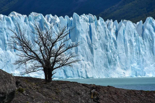 Drzewo Przed Lodowcem Perito Moreno Nad Jeziorem Argentino Parque Nacional — Zdjęcie stockowe
