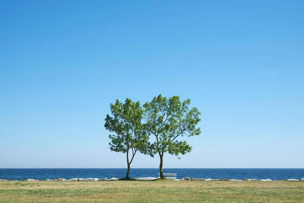 位于波罗的海沿岸的两棵树 位于德国梅克伦堡 西波美拉尼亚 雷根岛 萨斯尼茨 — 图库照片