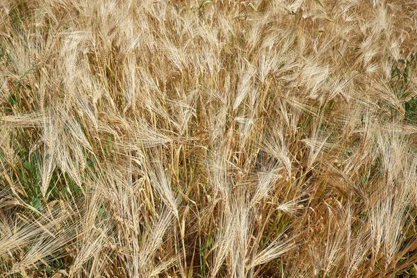 Barley Hordeum Vulgare Ear Field District Konstanz Baden Wrttemberg Germany — 스톡 사진
