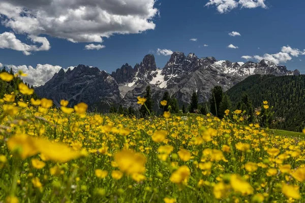 Gelbe Blumenwiese Vor Bergpanorama Mit Kristallmassiv Ranunkel Prato Piazza Fanes — Stockfoto