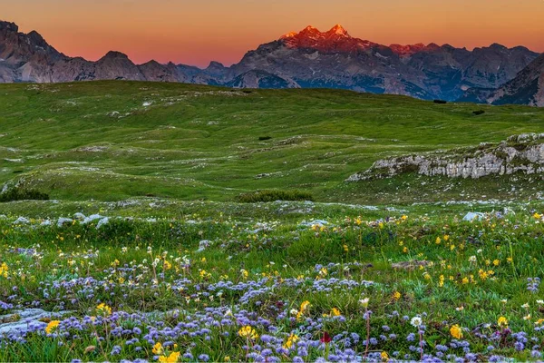 Panorama Montanha Nascer Sol Com Prado Flores Primeiro Plano Prato — Fotografia de Stock