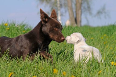 Australian Kelpie, Chocolate, Bitch, and Parson Russell Terrier, Puppy, Austria, Europe clipart