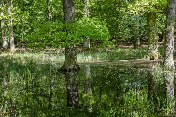 Foresta Alluvionale Nella Riserva Naturale Mnchbruch Rsselsheim Main Assia Germania — Foto Stock