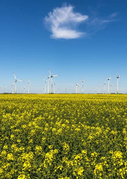 Wind Turbines Rape Fields Front Blue Sky Norderwoehrden Schleswig Holstein — Stock Photo, Image