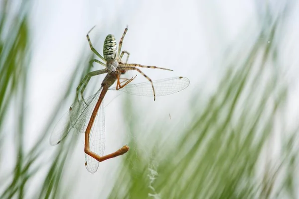德国下萨克森州埃姆诺尼市蜘蛛网中的一种以小红蜻蜓 Ceriagrion Tenellum 为猎物的黄蜂蜘蛛 Argiope Bruennichi — 图库照片