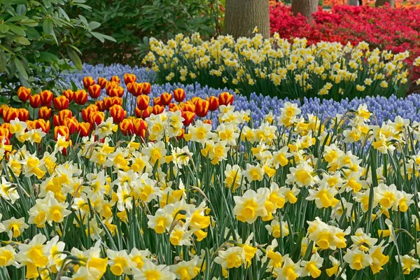 在荷兰南荷兰利塞Keukenhof的Fsetting Tulips Tulipa 和Daffodils Narcissus — 图库照片