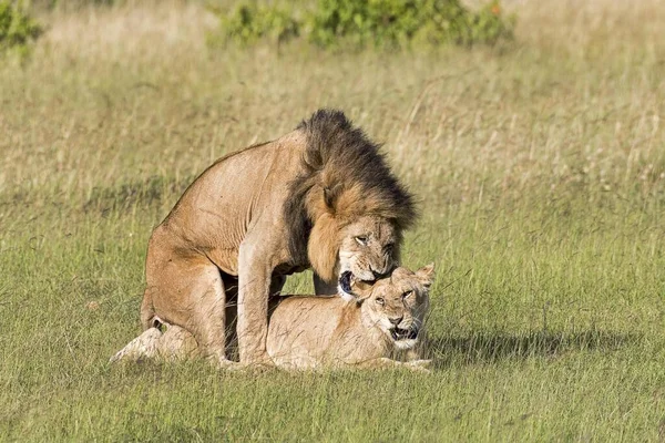 Lions Panthera Leo Mating Pair Masai Mara Narok County Kenya — Stock Photo, Image