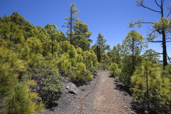 Hiking Trail Pine Forest Canary Island Pines Pinus Canariensis Natural — Stock Photo, Image