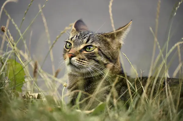 Gato Doméstico Gatinho Meses Retrato Animal Grama Alta Alemanha Europa — Fotografia de Stock
