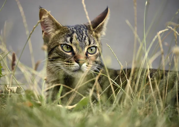 Домашняя Кошка Котенок Месяцев Портрет Животного Высокой Траве Германия Европа — стоковое фото