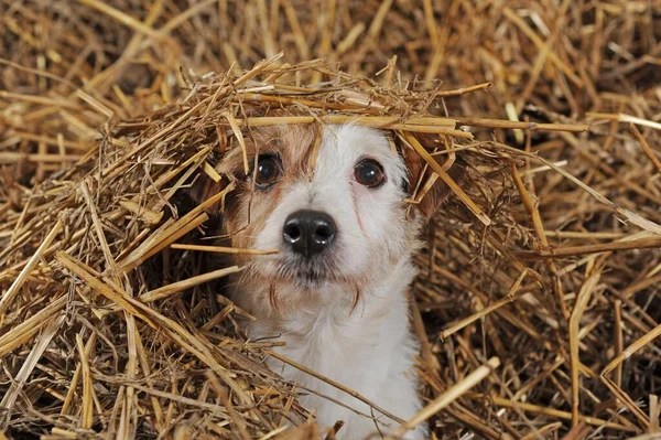 Jack Russell Terrier Brown White Bitch Lying Straw Animal Portrait — Stock fotografie
