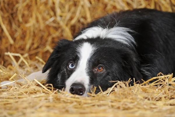 边境牧羊犬 黑的和白的褐色和蓝色眼睛 奥地利 — 图库照片