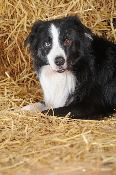 Border collie, male, black and white. with brown and blue eyes, Austria, Europe