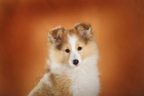 Sheltie Puppy Sable Bitch Animal Portrait Orange Background Studio Shot — ストック写真