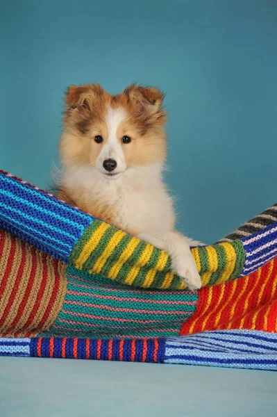 Sheltie Puppy Sable Bitch Sits Colourful Blanket Blue Background Studio — ストック写真