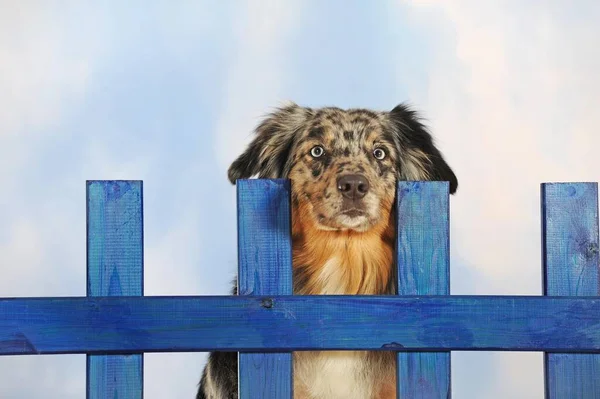 Australský Ovčák Pes Modrý Merle Zvířecí Portrét Dřevěným Plotem Studiový — Stock fotografie