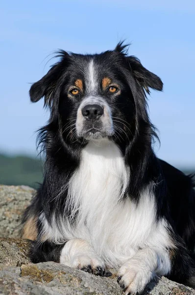 Australský Ovčák Trikolor Pes Leží Kameni Zvířecí Portrét Rakousko Evropa — Stock fotografie