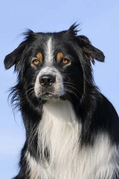 Australský Ovčák Trikolor Pes Zvířecí Portrét Rakousko Evropa — Stock fotografie