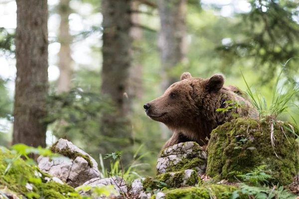 Urso Pardo Ursus Arctos Floresta Região Notranjska Eslovénia Europa — Fotografia de Stock