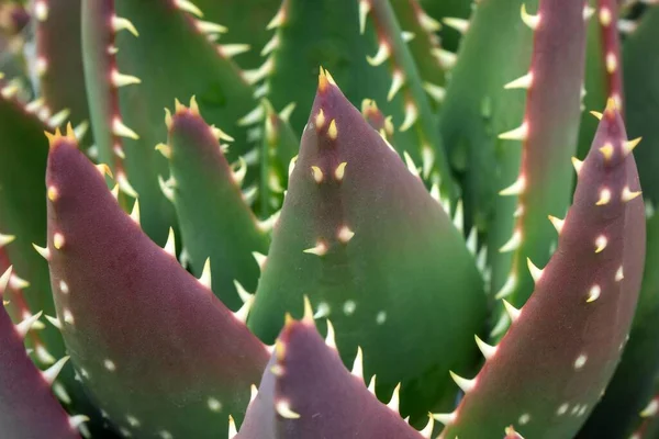 Liście Aloesu Aloe Vera Gran Canaria Wyspy Kanaryjskie Hiszpania Europa — Zdjęcie stockowe