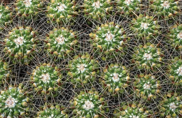 Mammillaria Compressa Mammillaria Compressa Detail Von Oben Botanischer Garten Jardin — Stockfoto