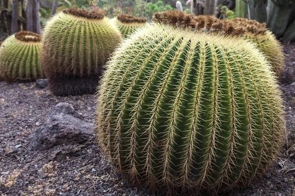 Cactus Echinocactus Grusonii Jardin Botanico Canario Viera Clavijo Tafira Gran — Foto Stock
