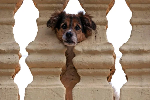 Kleiner Hund Stochert Durch Geländer Agimes Gran Canaria Kanarische Inseln — Stockfoto