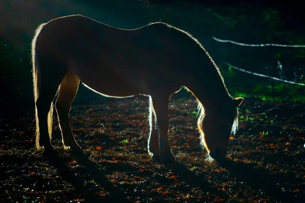 图林根 马尔塔尔山谷 牧场上的马背灯 — 图库照片