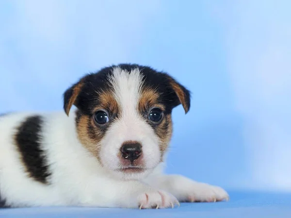 Jack Russell Terrier Καφέ Λευκό Και Τρίχρωμος Κουτάβι Εβδομάδες Πορτρέτο — Φωτογραφία Αρχείου