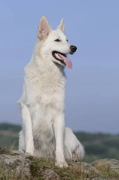 White Swiss Shepherd Dog Bitch Sits Stone Austria Europe — Fotografia de Stock