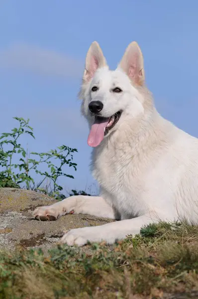 White Swiss Shepherd Dog Bitch Lies Stone Austria Europe — Stok fotoğraf