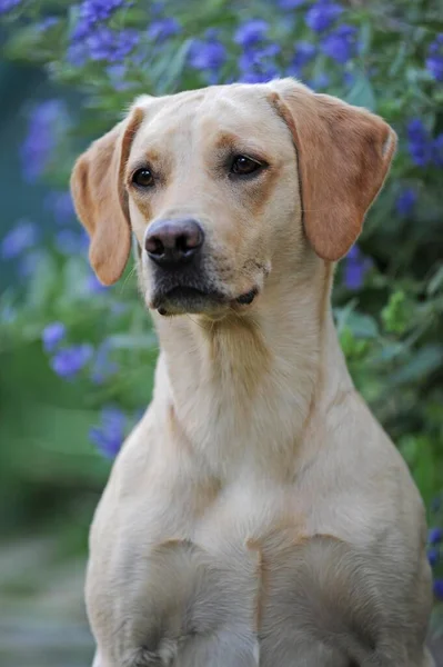 Labrador Retriever Amarelo Masculino Retrato Animal Áustria Europa — Fotografia de Stock