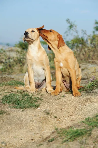 Two Labrador Retrievers Amarillo Cachorro Semanas Austria Europa — Foto de Stock