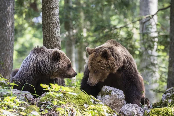 Dois Ursos Castanhos Europeus Ursus Arctos Floresta Região Notranjska Eslovénia — Fotografia de Stock