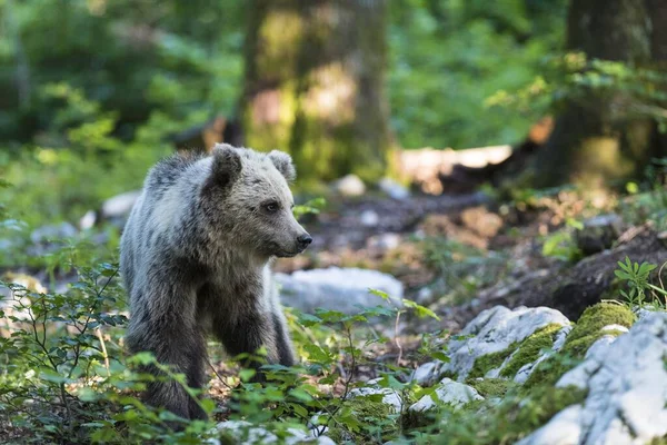 Urso Pardo Ursus Arctos Jovem Animal Floresta Região Notranjska Eslovénia — Fotografia de Stock