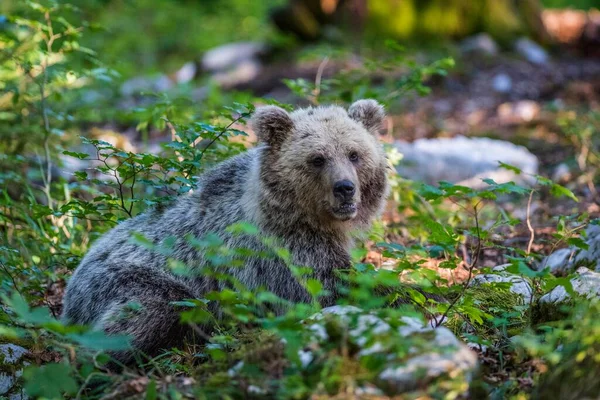 Urso Pardo Ursus Arctos Jovem Animal Floresta Região Notranjska Eslovénia — Fotografia de Stock