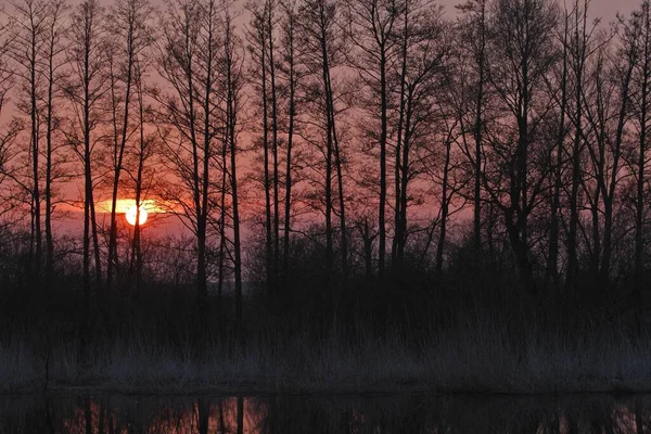 Zachód Słońca Gołymi Drzewami Rezerwat Przyrody Groe Rosin Der Peene — Zdjęcie stockowe
