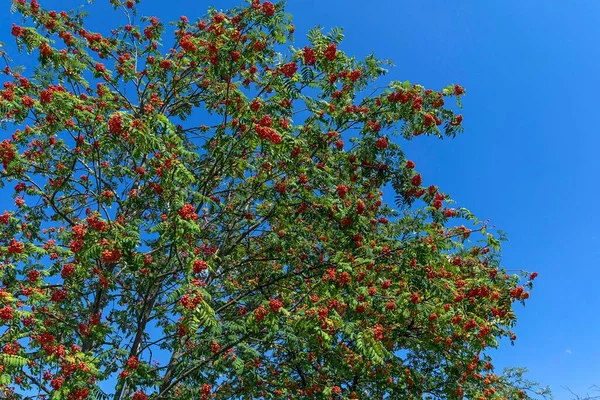 Frutas Rojas Serbal Europeo Sorbus Aucuparia Cielo Azul Baviera Alemania —  Fotos de Stock